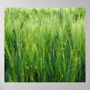 Póster Campo de cebada verde, cierre de primavera.