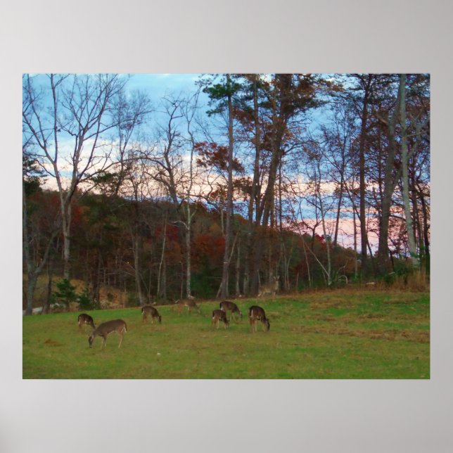 Póster Campo de ciervos y un SunSet rosado (Frente)
