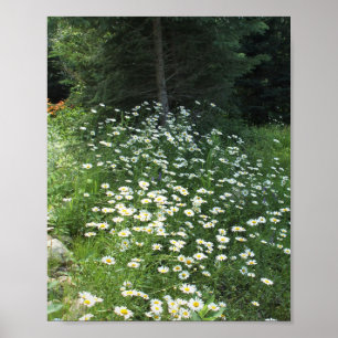 Póster Campo de Daisies