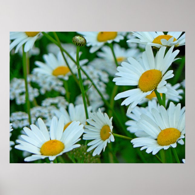 Póster Campo de Daisies (Frente)