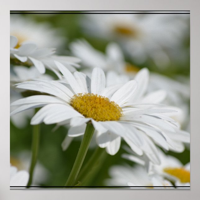 Póster Campo de Daisies (Frente)
