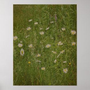 Póster Campo De Daisies Efecto Texturado Floral