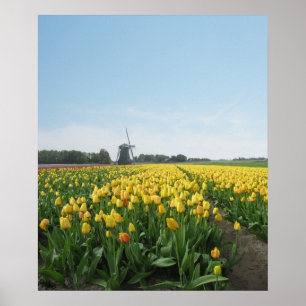 Póster Campo de flor amarillo de los tulipanes Holanda