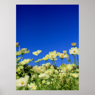 Póster Campo de flor amarillo precioso del cielo azul del