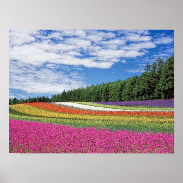 Póster Campo de flores (Frente)