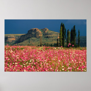 Póster Campo de flores Cosmos, Distrito de Fouriesburg