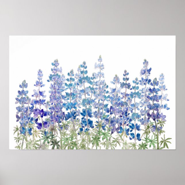 Póster campo de flores de altramuz azul púrpura horizonta (Frente)