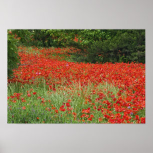 Póster Campo de flores de amapola híbrida plantadas a lo