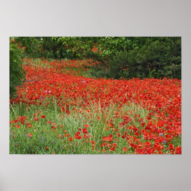 Póster Campo de flores de amapola híbrida plantadas a lo  (Frente)