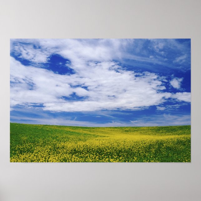 Póster Campo de flores de canola o mostaza, Palouse (Frente)