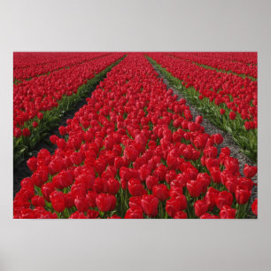 Póster Campo de flores de tulipanes, Países Bajos, Holand