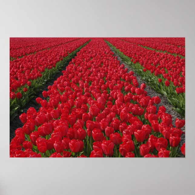 Póster Campo de flores de tulipanes, Países Bajos, Holand (Frente)