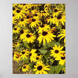 Póster Campo de flores silvestres amarillas