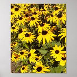 Póster Campo de flores silvestres amarillas