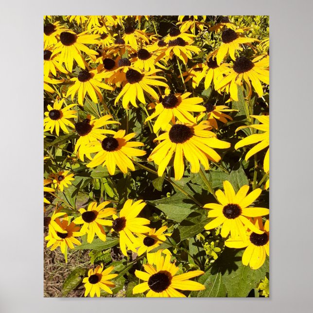 Póster Campo de flores silvestres amarillas (Frente)