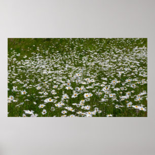 Póster Campo de flores silvestres de Daisies Alaskan