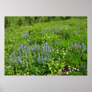 Póster Campo de flores silvestres en el Monte Rainier