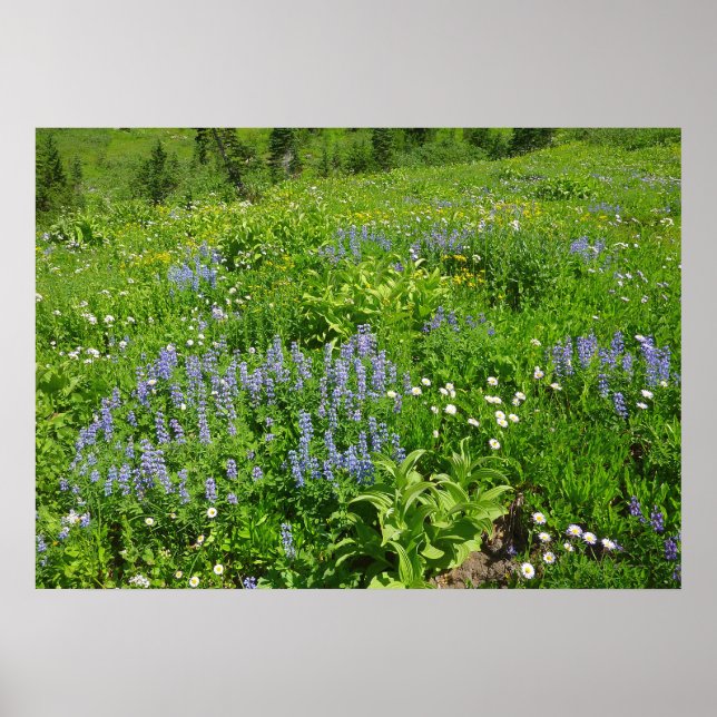 Póster Campo de flores silvestres en el Monte Rainier (Frente)