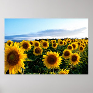 Póster Campo de girasol