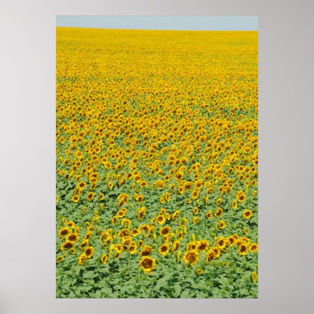 Póster Campo de girasol amarillo (Frente)