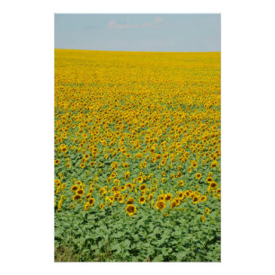 Póster Campo de girasol amarillo