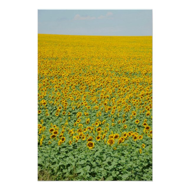 Póster Campo de girasol amarillo (Anverso)