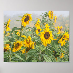Póster Campo de girasol Amarillo Verde Hermoso Floral