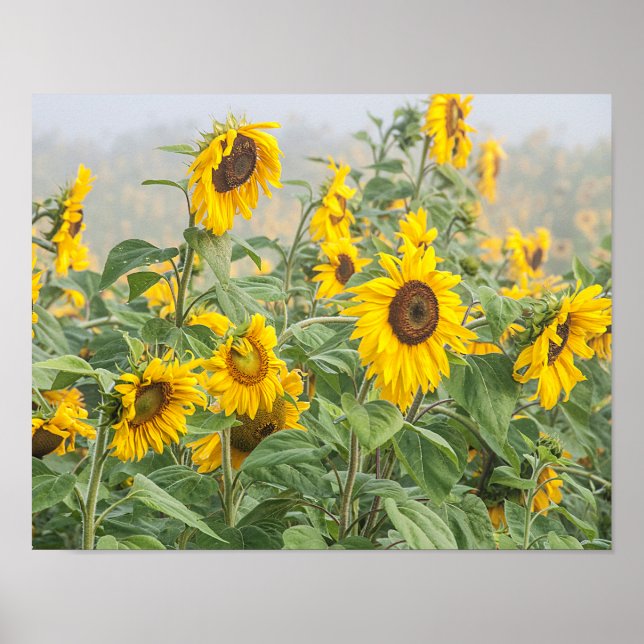 Póster Campo de girasol Amarillo Verde Hermoso Floral (Frente)