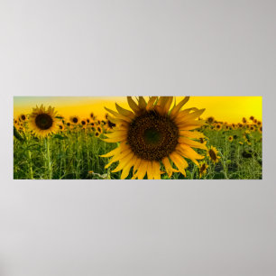 Póster Campo de girasol con cielo dorado