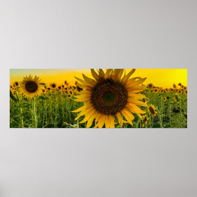 Póster Campo de girasol con cielo dorado (Frente)