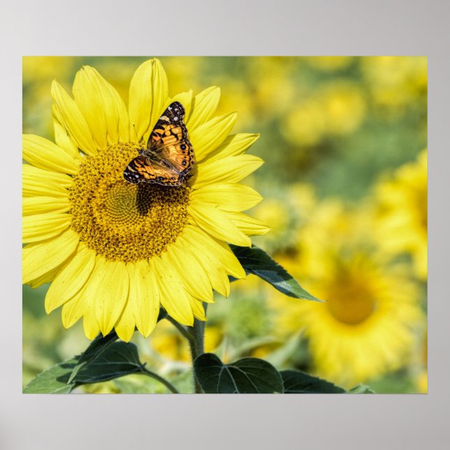 Póster Campo de girasol con Poster de mariposa (Frente)