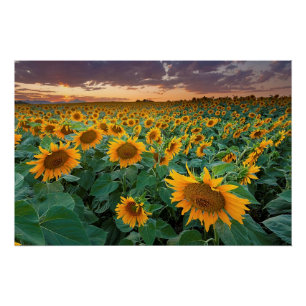 Póster Campo de girasol en Longmont, Colorado
