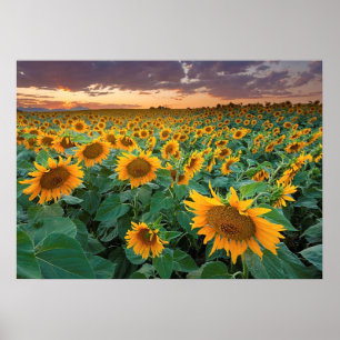Póster Campo de girasol en Longmont, Colorado