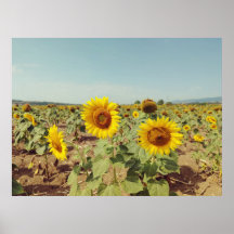 Campo de girasol vintage