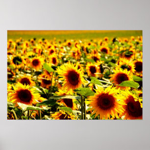 Póster campo de girasoles
