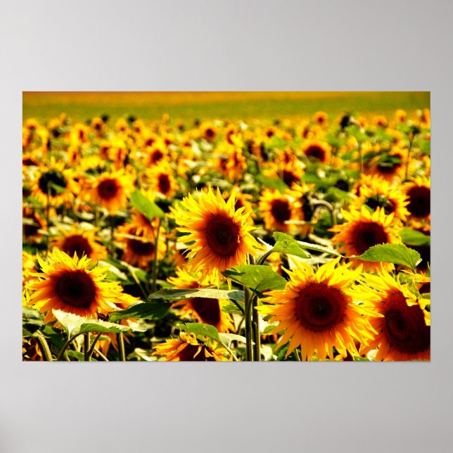 Póster campo de girasoles (Frente)