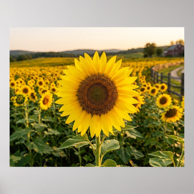 Póster Campo de Girasoles (Frente)