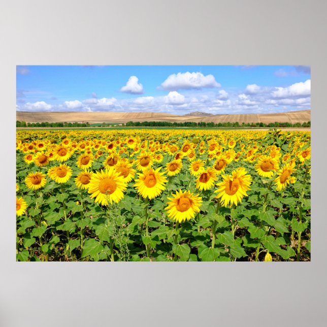 Póster Campo de girasoles (Frente)