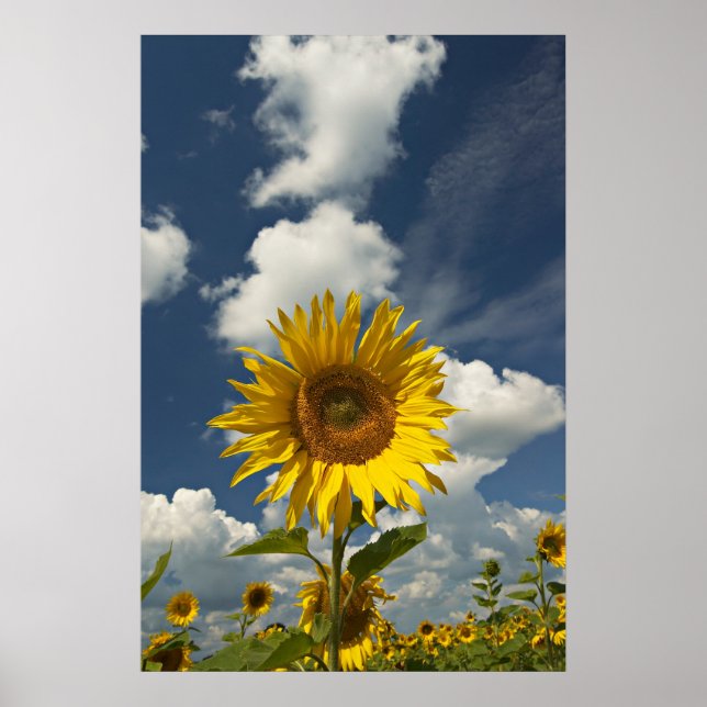 Póster Campo de girasoles (Frente)