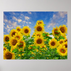 Póster Campo de girasoles