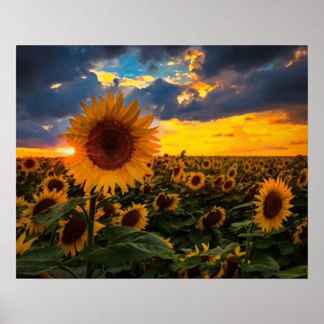 Póster Campo de girasoles (Frente)