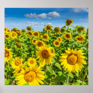 Póster Campo de girasoles, día soleado de verano.