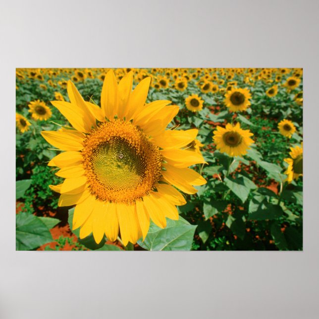 Póster Campo de Girasoles. Distrito de Heidleberg (Frente)
