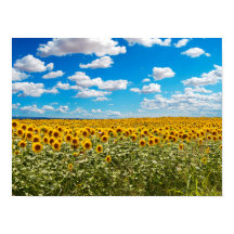Campo de girasoles en Toscana