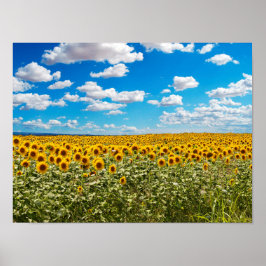 Póster Campo de girasoles en Toscana
