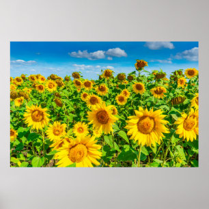 Póster Campo de girasoles en verano soleado. Picturesco l