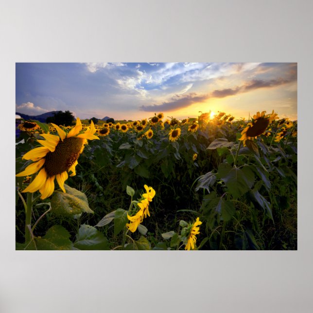 Póster Campo de girasoles florecientes (Frente)