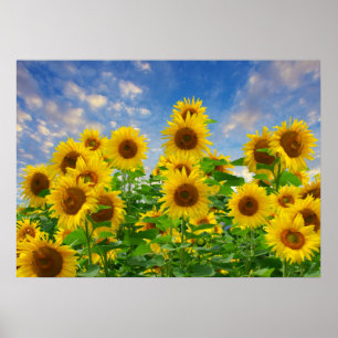 Póster Campo de girasoles, hermosas flores,
