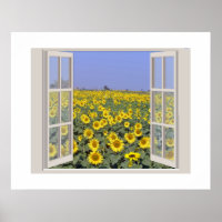 Campo de girasoles visto a través de una ventana a