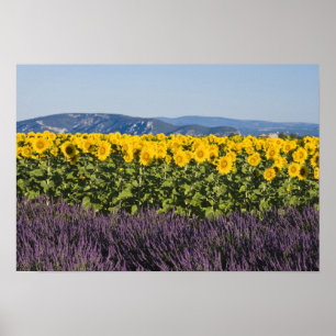 Póster Campo de girasoles y flores de lavanda,